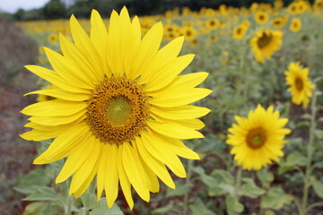 sunflower in the field
