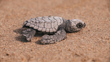 turtle on the sand