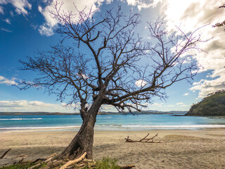 dead manchineel tree on the sandy beach of Papagayo Peninsula, Costa Rica