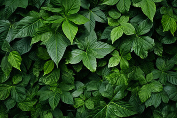 Close up photograph of a natural scene, lush green leaves