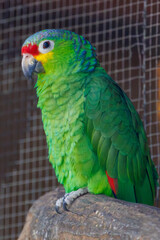 Red-lored Amazon Parrot bird perched on a rock