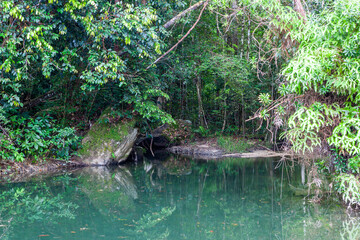 Obraz premium Pond in tropical rainforest at Penang island near Batu Ferringhi town. Malaysia.