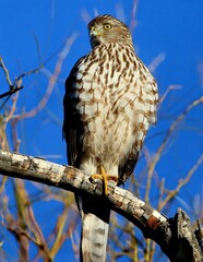 Cooper's Hawk Looking to Left
