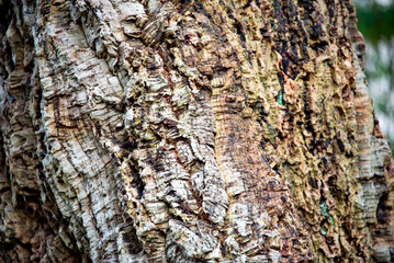 Cork Oak Tree in Italy