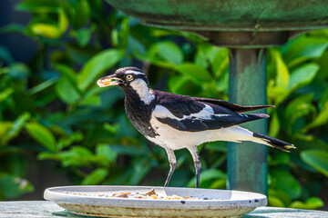 Magpie Lark