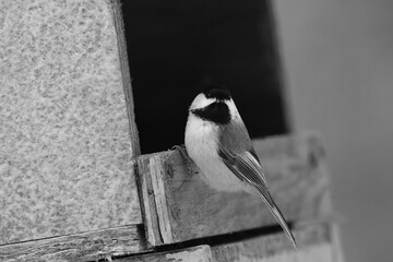 La Plaine 6 Janvier 2024 - N&B