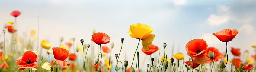 Fototapete Rund Detail of a spring field in full bloom with red poppies in selective focus among unfocused yellow and white flowers. Horizontal panoramic image with cloudy white sky. © kashif 2158