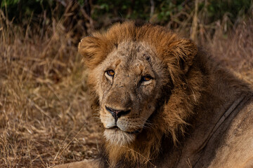 Lion in Kruger National Park, South Africa