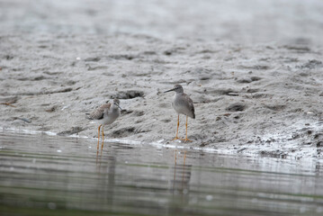 Pair of Lesser Yellowlegs at the waters edge