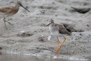 Lesser Yellowlegs and Shortbilled Dowitcher
