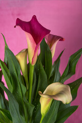 Pink multicolour Calla lily Flower