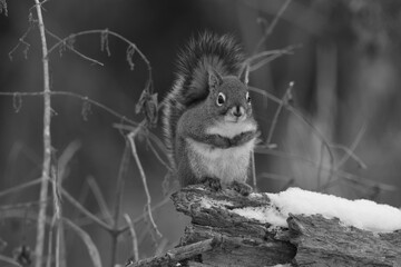 La Plaine 6 Janvier 2024 - N&B