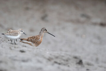 Shortbilled Dowitcher on the sandy shore