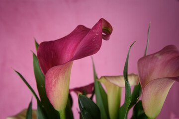 Pink multicolour Calla lily Flower