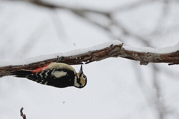 雪の中で枝にとまるアカゲラ