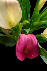 Pink multicolour Calla lily Flower
