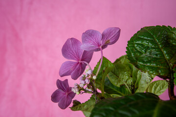 Close up of a pink purple Hydrangea