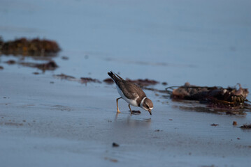 Semipalmated Plover foraging at low tide, 