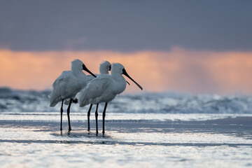 Three Royal Spoonbills looking out on the water as the sunsets.