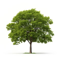 A tall green tree with lush foliage isolated on a white background