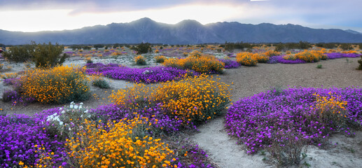 Colorful wildflowers at Anza Borrego state park, California. - obrazy, fototapety, plakaty