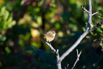 Common Yellowthroat perched on a tree branch