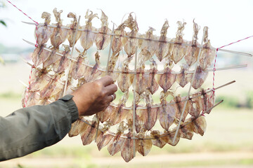 Drying squids outdoor, hung on rope. Concept, food preservation for next time cooking or keep long...