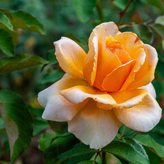 orange rose flower