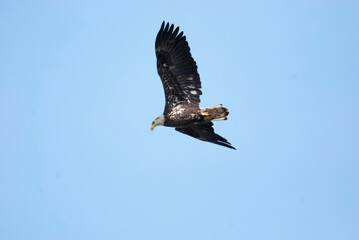 Juvenile Bald Eagle Flying overhead