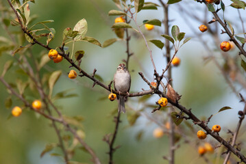 Chipping sparrow staring from a fruit tree