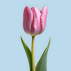  Tulips on a Blue Sky Background. Happy Mothers day.