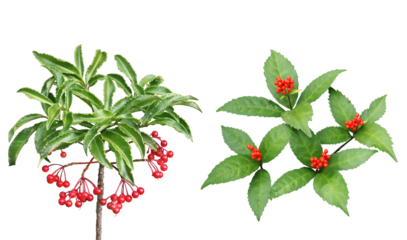 万両と千両　1月撮影