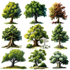 Isolated trees on white background , The collection of trees, web, cartoon tree