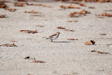 Snow Bunting in a gravel lot
