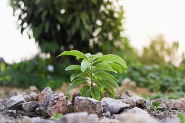 Young Plant Growing Among Rocks, Symbol of Resilience and Growth.