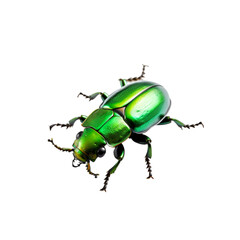 green bug isolated transparent background