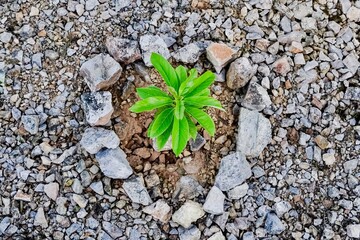 Solitary Green Plant Embraced by a Heart-Shaped Rock Formation.