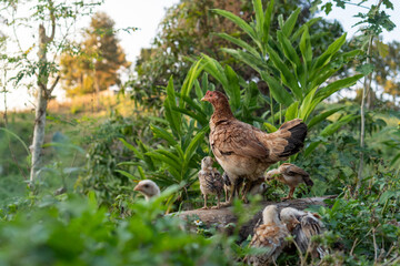 Hen Watching Over Chicks in a Lush Green Farm Environment.