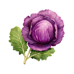 Obraz premium young red cabbage on a png background. ​​violet vegetable on the table. salad cooking concept. illustration of diet food. purple cabbage close up.