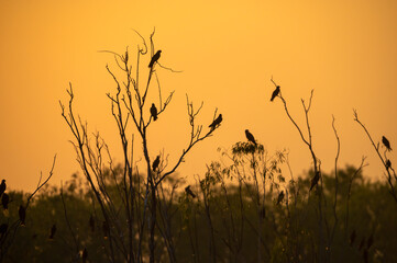 A flock of Black kite was gathering on a tree. Silhouette