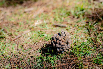 close up of pine cones