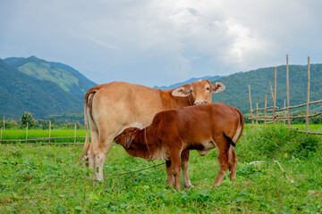 cow in the mountains