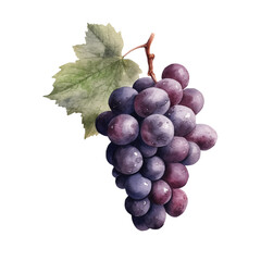 Grape Watercolor