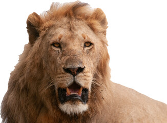 Male lion PNG, transparent background