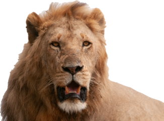 Male lion PNG, transparent background