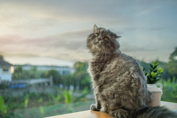 Cute fluffy Persian cat sitting near window with mountainous scenery at sunset.