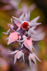Macro photography, Lanceleaf Dudleya Lanceolata
