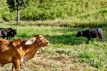Cattle grazing in a field, A peaceful scene in rural farmland.
