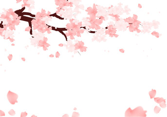 Sakura Flower Frame. Cherry Blossom Background. Spring Falling Petals Border. © Murti