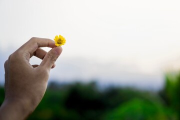 Hand Holding a Small Yellow Flower with Soft-Focused Background.